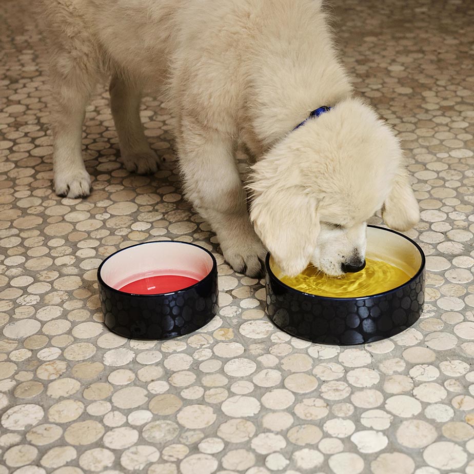 קערה לכלב HAY DOG L כחול/צהוב